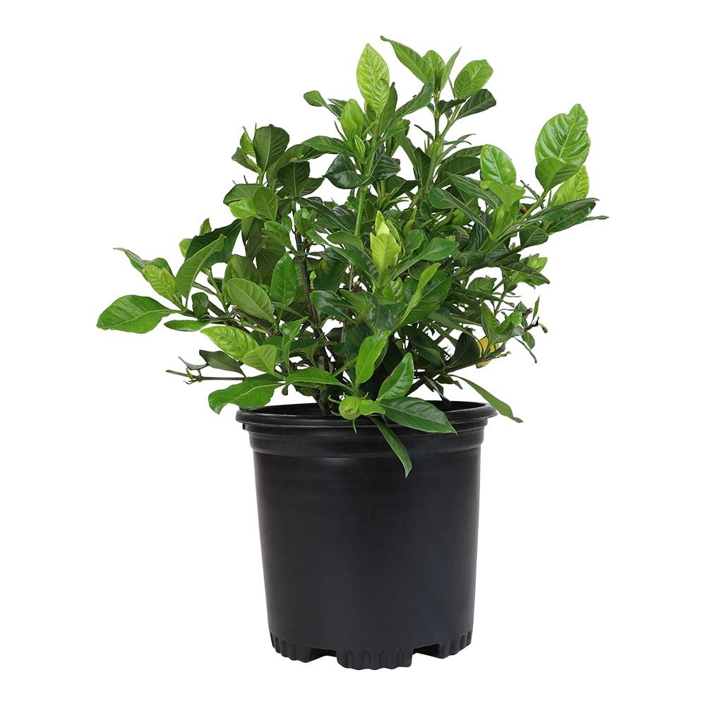 1 Gallon White Gardenia Jasminoides Shrub in Black Pot