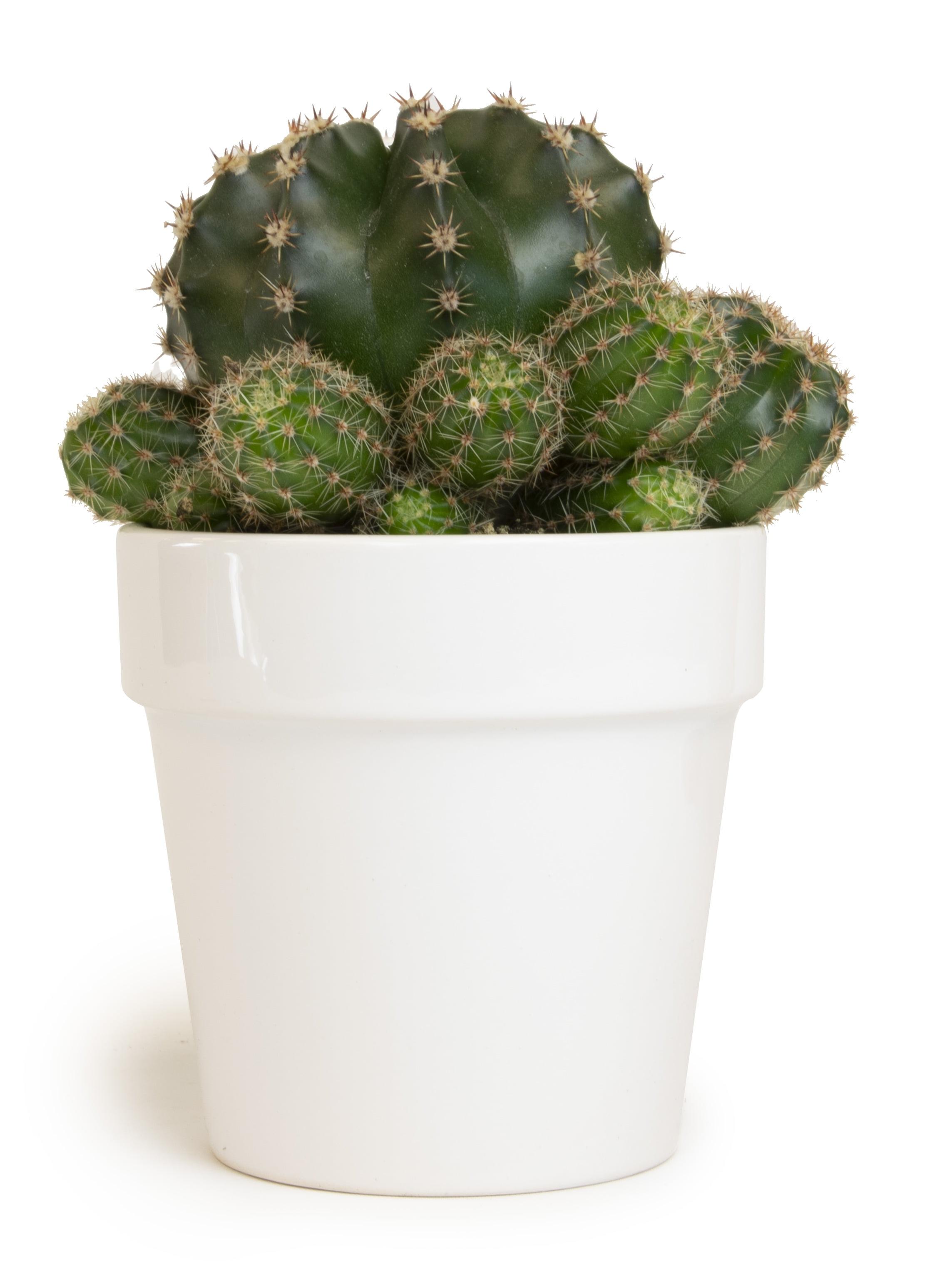 Green Cactus in White Clay Planter, 9" Tall