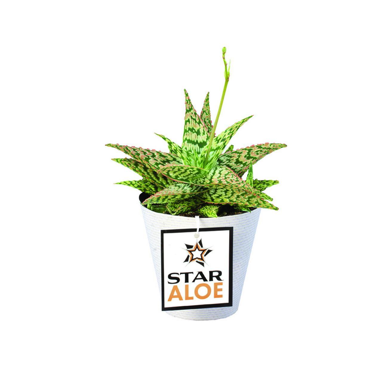 Star Aloe 3.5" Multicolor Plastic Planter Cactus