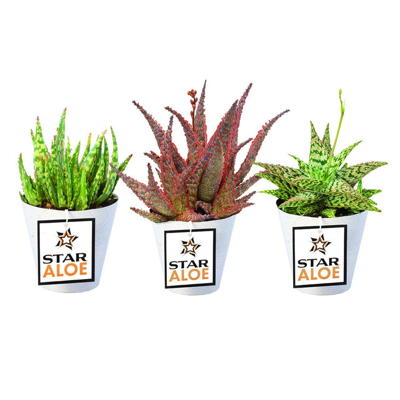 Altman Specialty Plants Live Aloe Plant in Nursery Pot