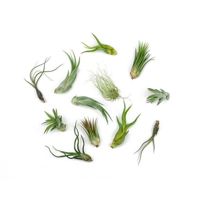 Altman Plants 4" Tillandsia Live Air Plants (12 Pack)