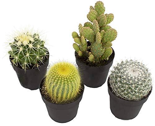 Assorted Indoor Cactus Variety Pack with Black Pots