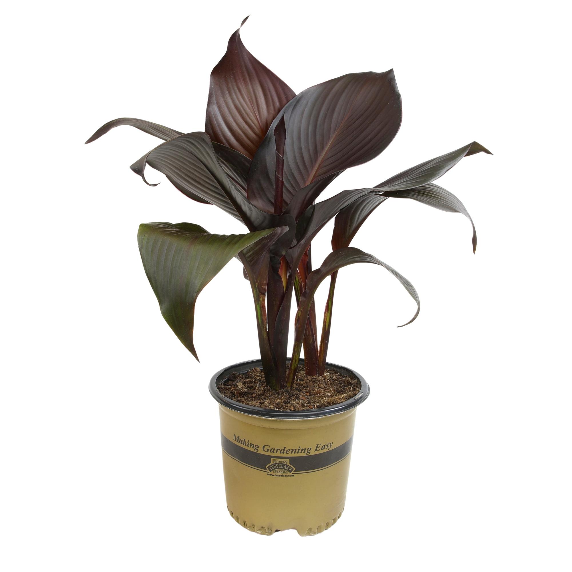 Altman Plants Black Tropicanna Canna Lily | Flowering Perennial Plant | 4qt. Grow Pot; Full Sun
