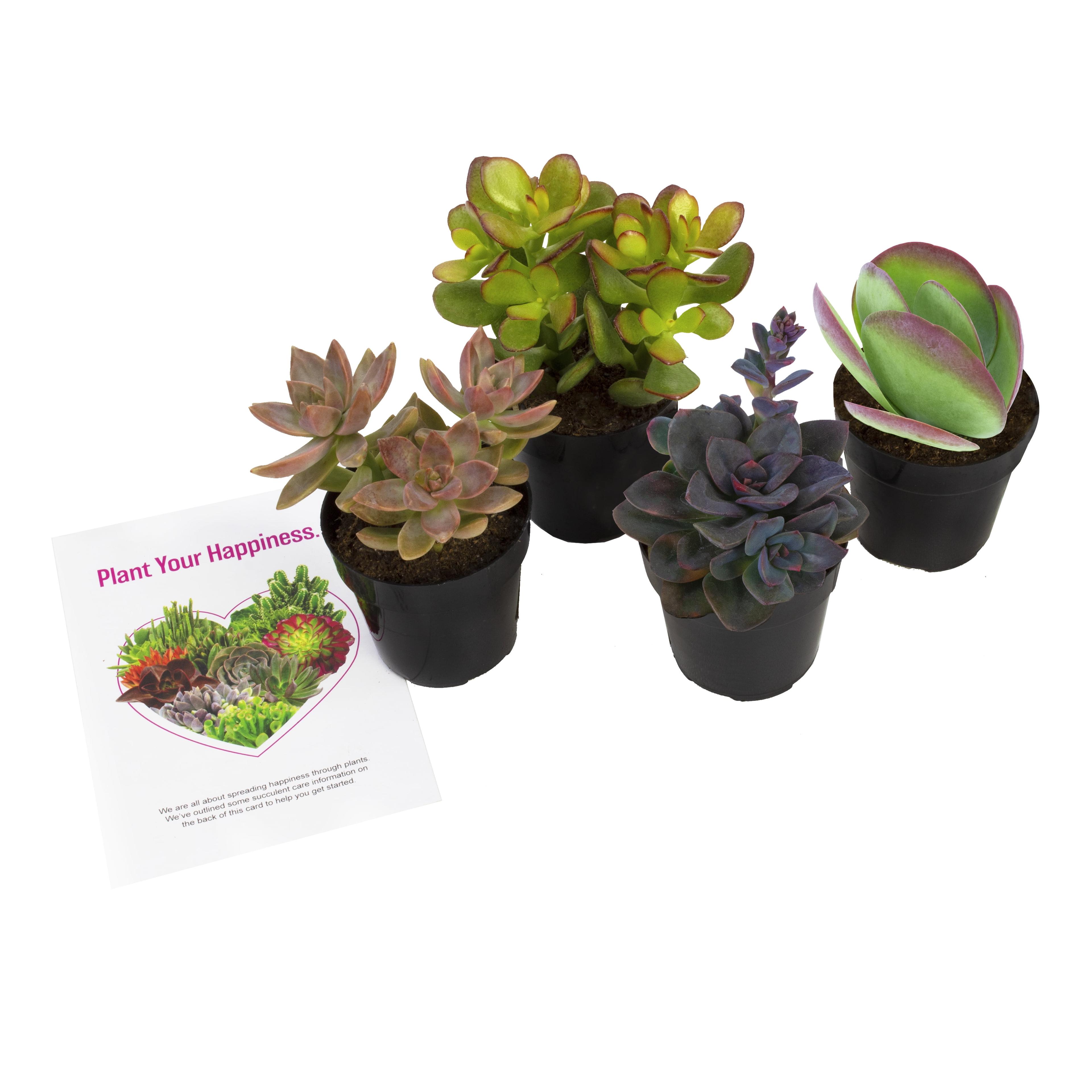 Desert Fire Assorted Succulent 4-Pack in Black Pots