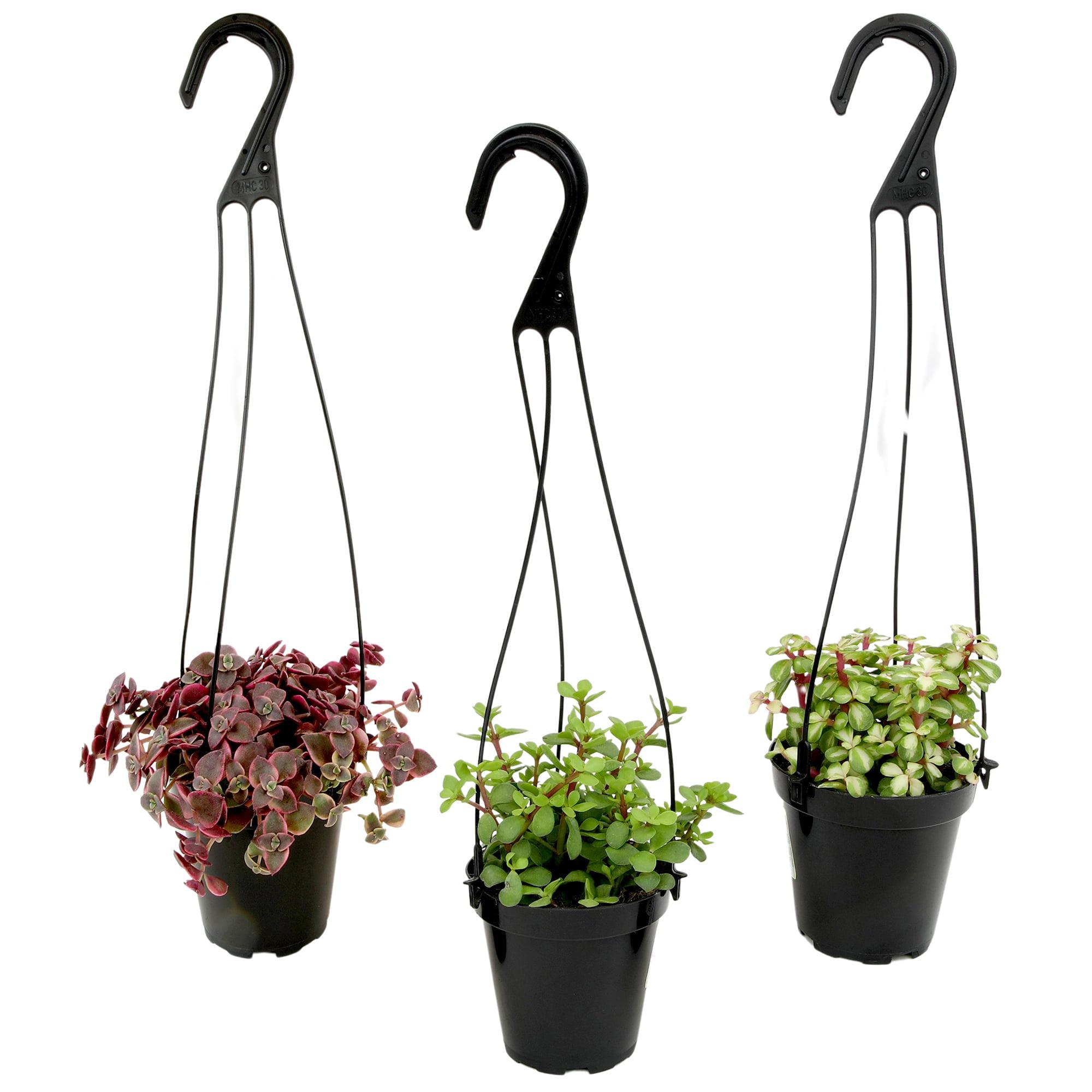 Altman Plants Hanging Succulents Baskets (3-pack) Fun Easy Plants in 3.5 in. Hanging Pots