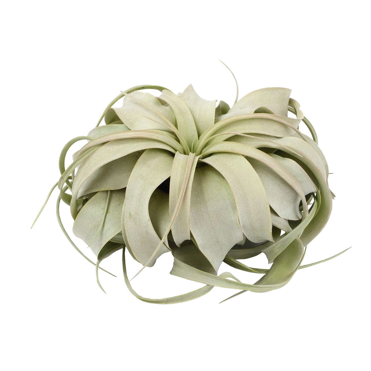 Altman Plants Large Tillandsia Xerographica Live Air Plant