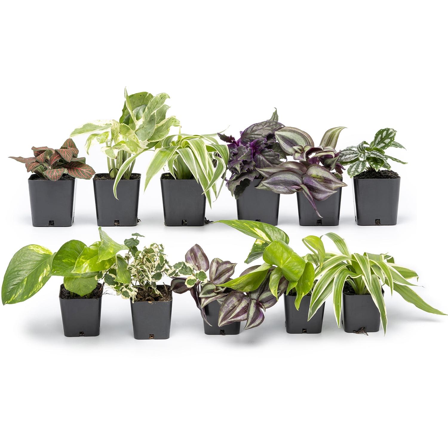 Assorted Indoor Vine Plants 12-Pack in 2" Pots