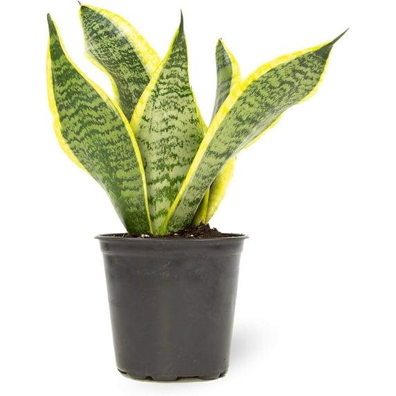 Altman Plants, Live Snake Plant, Sansevieria trifasciata Superba, Fully Rooted Indoor House Plant in Pot, Mother in Law Tongue Sansevieria Plant, Potted Succulent Plant, Houseplant in Potting Soil