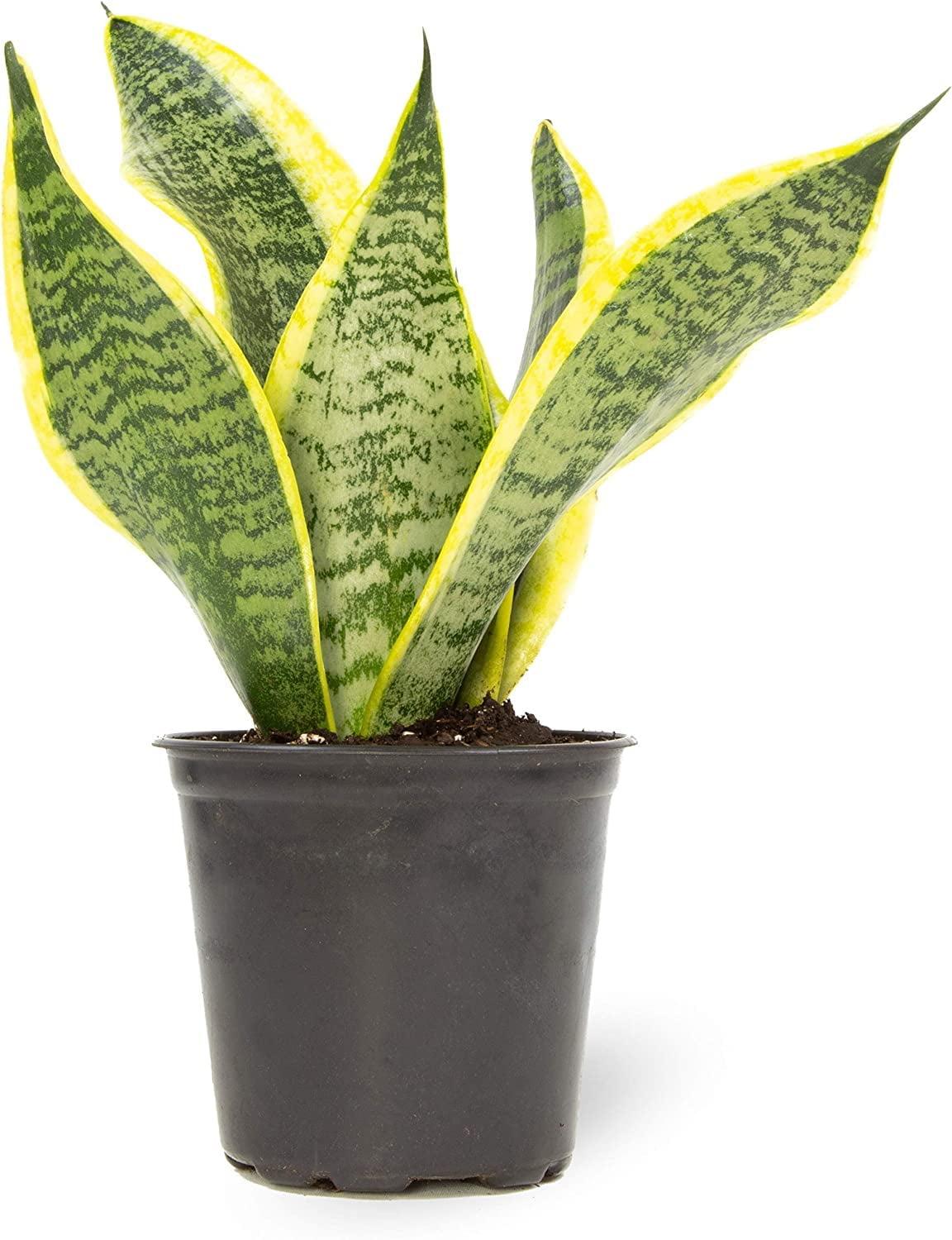 Sansevieria Superba Indoor Succulent with Yellow Edged Leaves