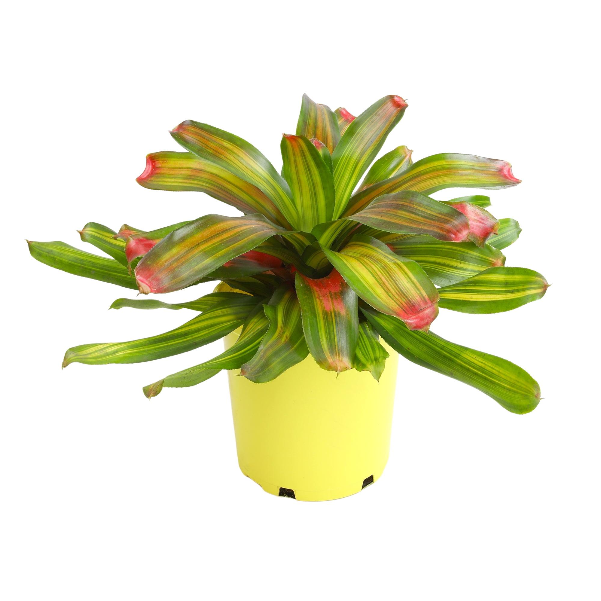 Freddie Variegated Bromeliad with Cherry Red Tips in Yellow Planter