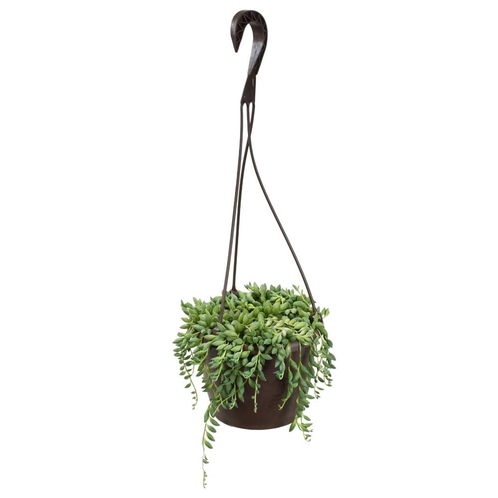 Altman Plants String of Raindrops Succulent (Senecio) 6" Easy Live Plant Hanging Basket
