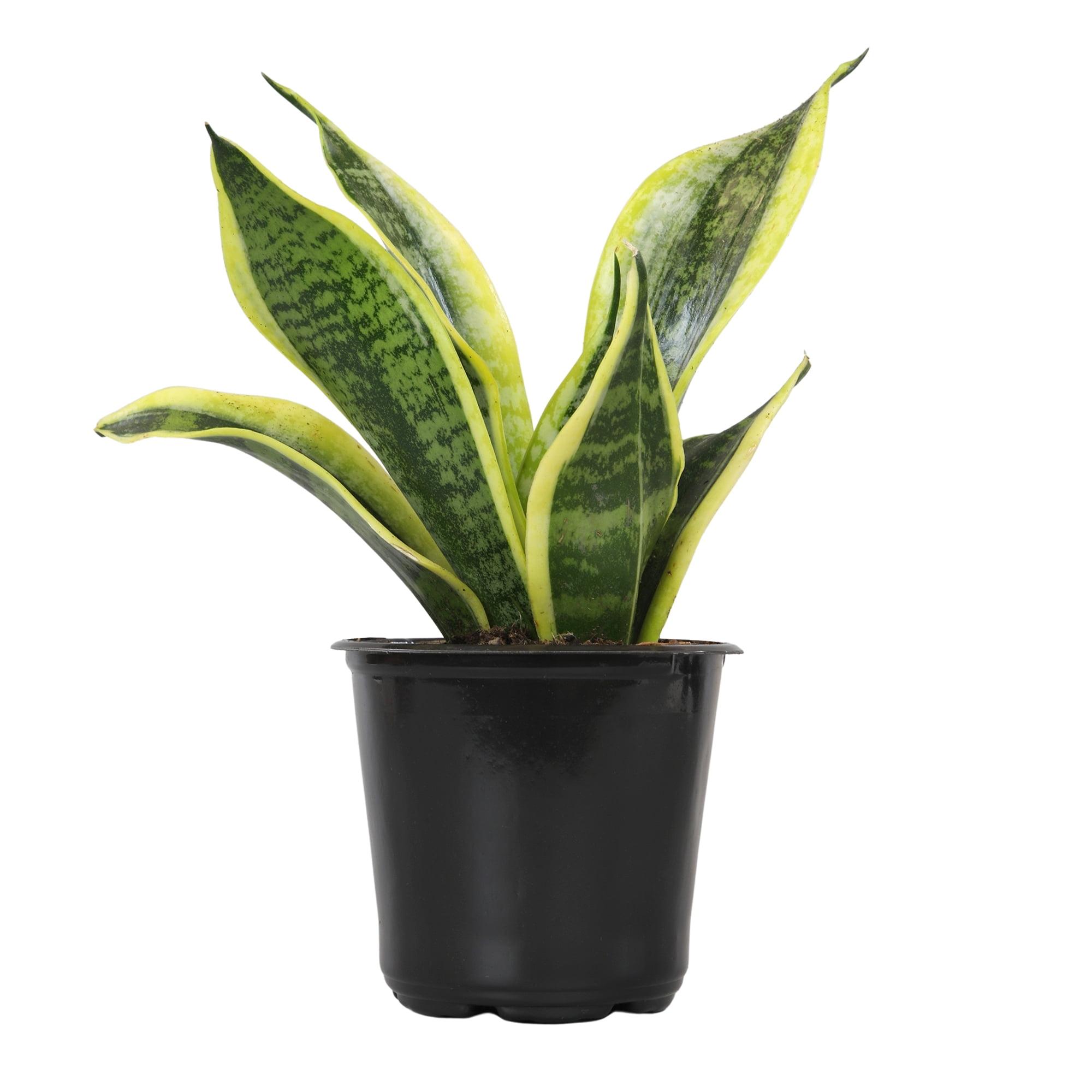 Superba Snake Plant Variety Pack with Yellow-Green Twisted Leaves