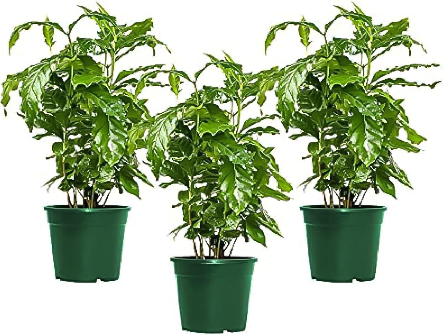 Arabica Coffee Plant Trio in Green Plastic Pots