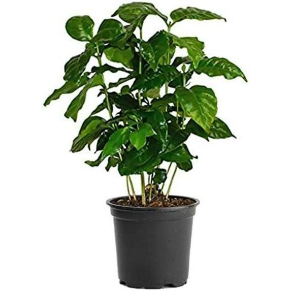 American Plant Exchange American Plant Exchange Arabica Coffee Plant, 6-Inch Pot, Live Fruiting Houseplant, Deep Green Foliage