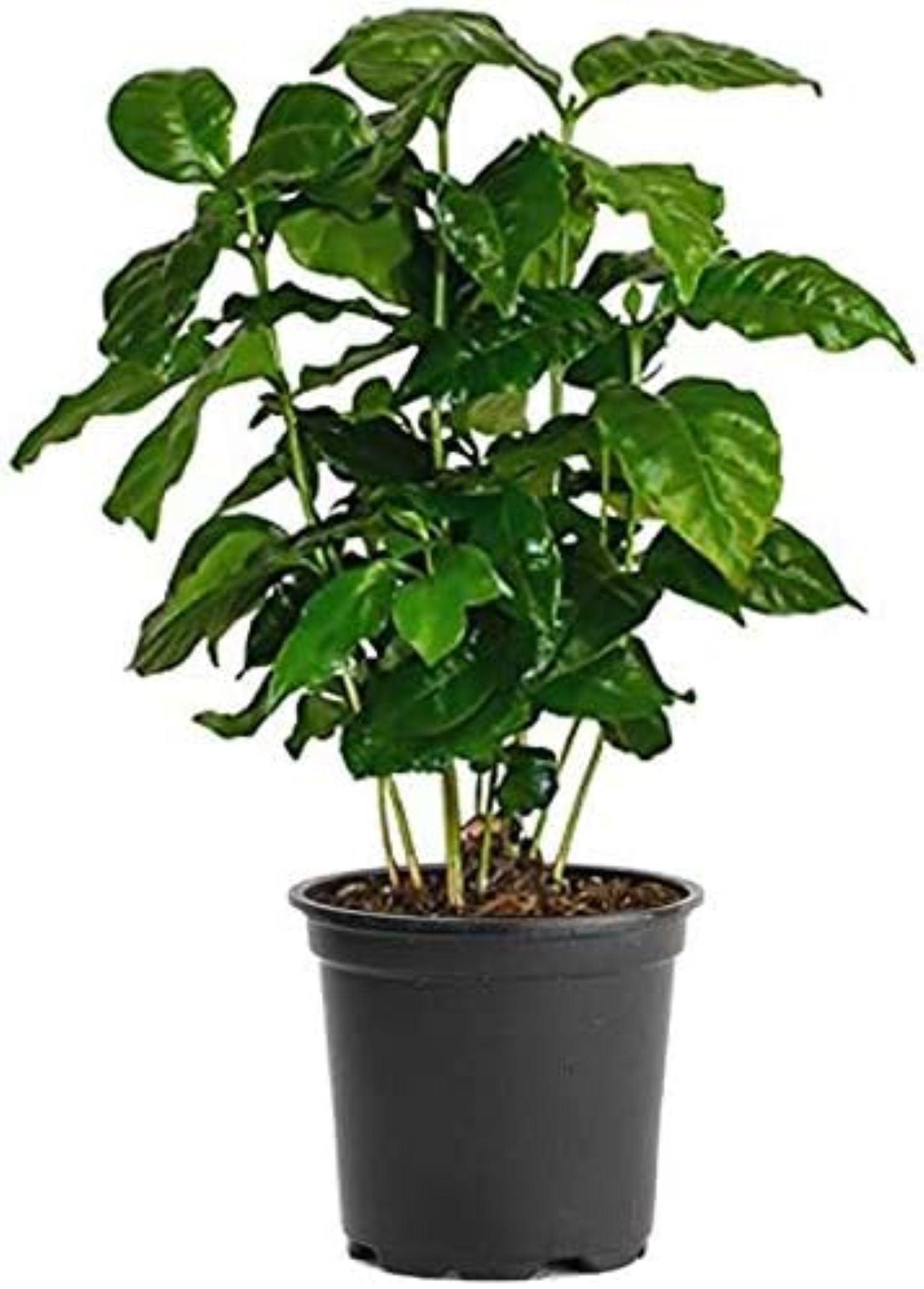 American Plant Exchange Arabica Coffee Plant, 6-Inch Pot, Live Fruiting Houseplant, Deep Green Foliage