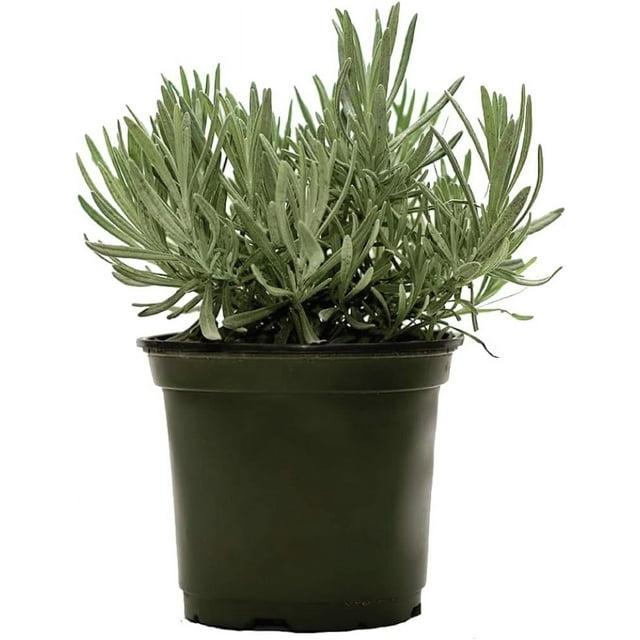American Plant Exchange American Plant Exchange English Lavender, Live Aeromatic Plant, 6-Inch Pot, Flowering Houseplant Perfect for Windowsills