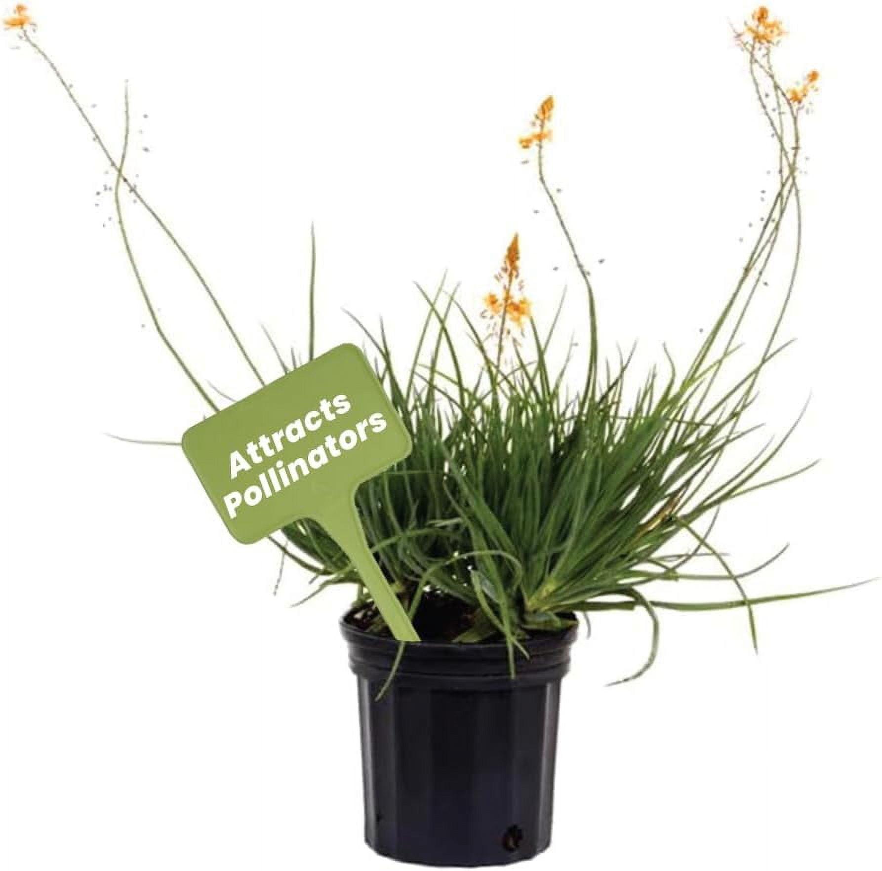 American Plant Exchange Live Orange Bulbine Landscape Plant, 6-Inch Pot