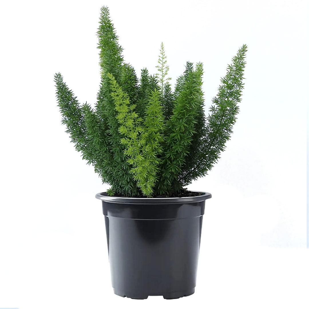 Vibrant Green Foxtail Fern in 6-Inch Black Pot