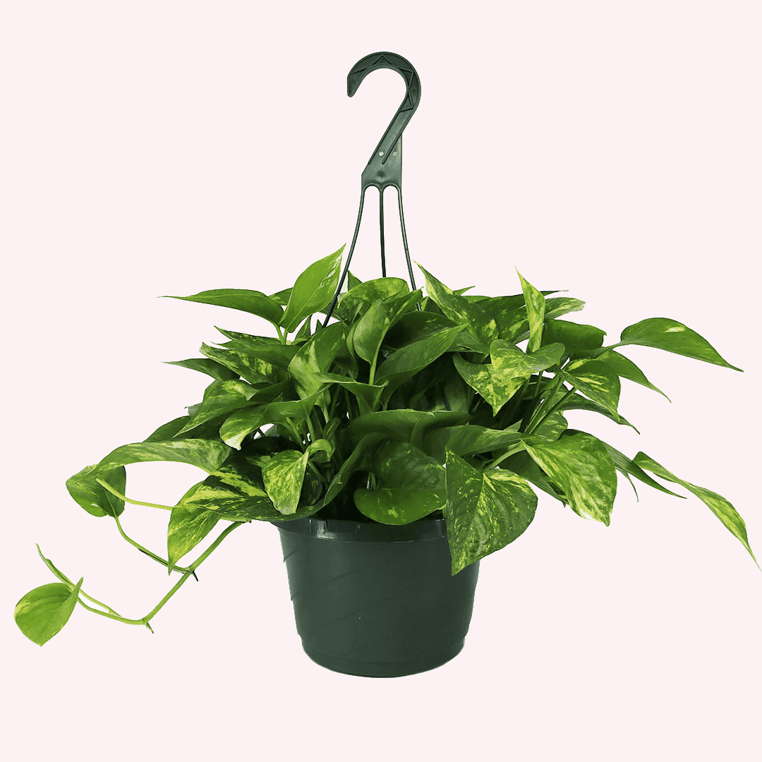 American Plant Exchange Golden Pothos Indoor/Outdoor Live Plant, 2 Gallon Hanging Basket