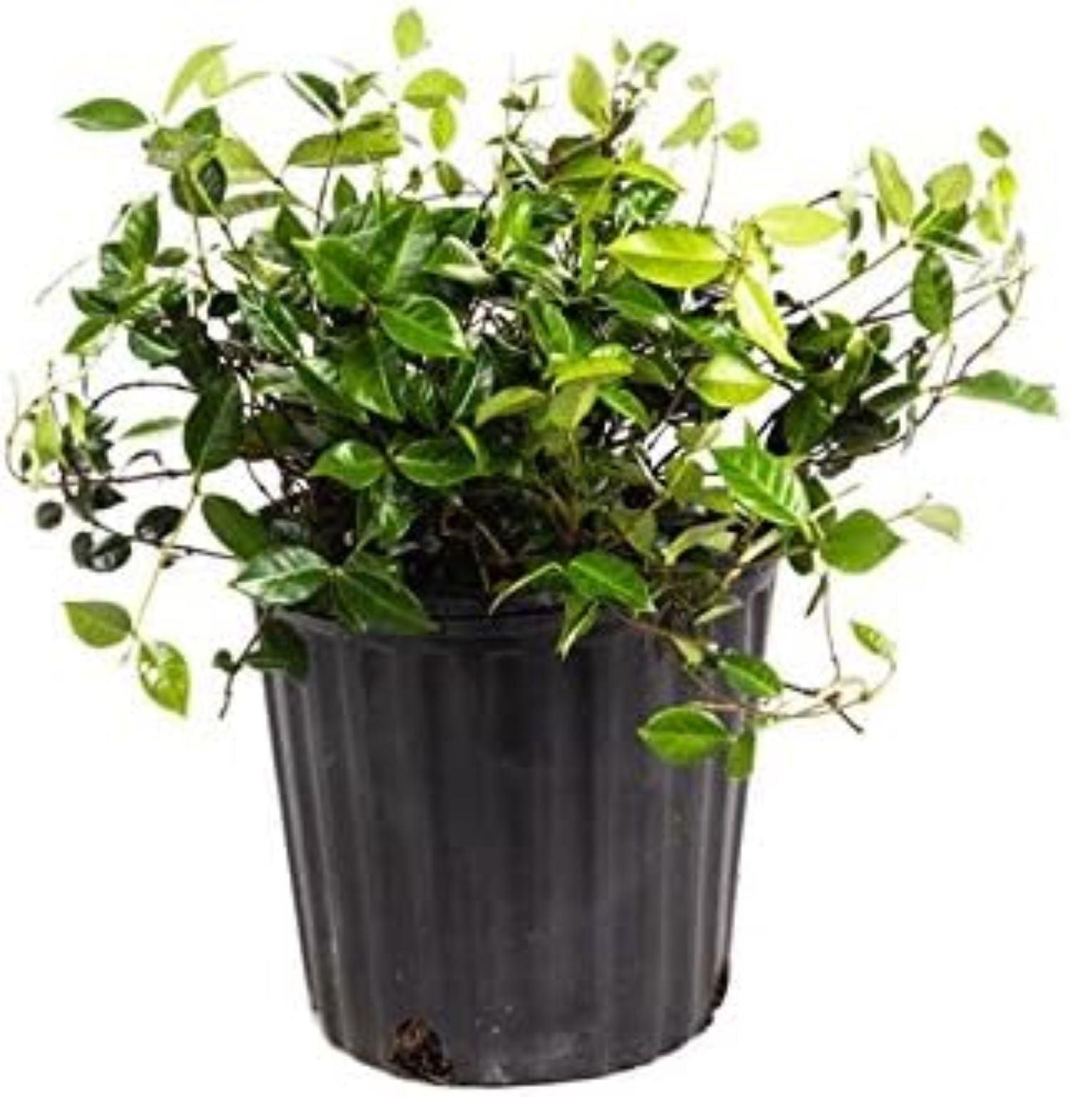 American Plant Exchange Live Flowering Minima Jasmine Plant, 6-Inch Pot