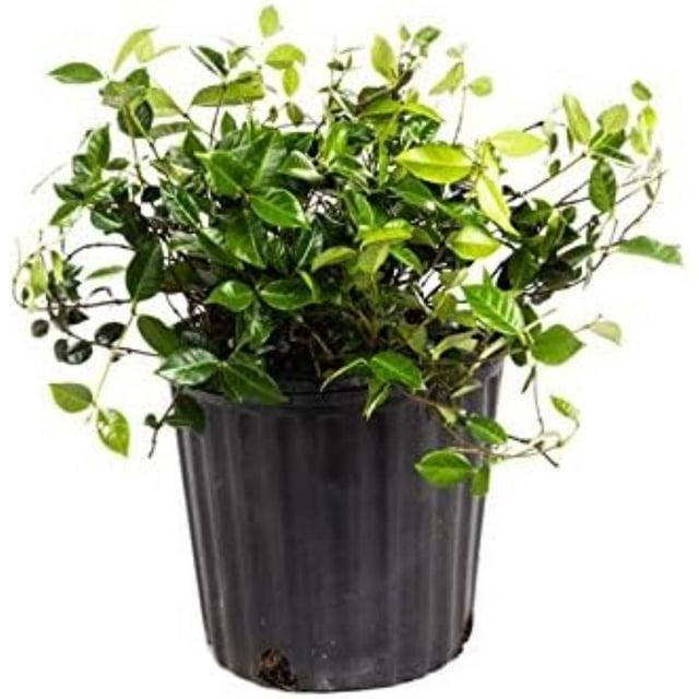 American Plant Exchange Live Flowering Minima Jasmine Plant, 6-Inch Pot
