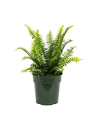 American Plant Exchange Kimberly Queen Fern, Live Plant, 6-Inch Pot, Easy-to-Grow Houseplant, Upright, Sword Like Fronds