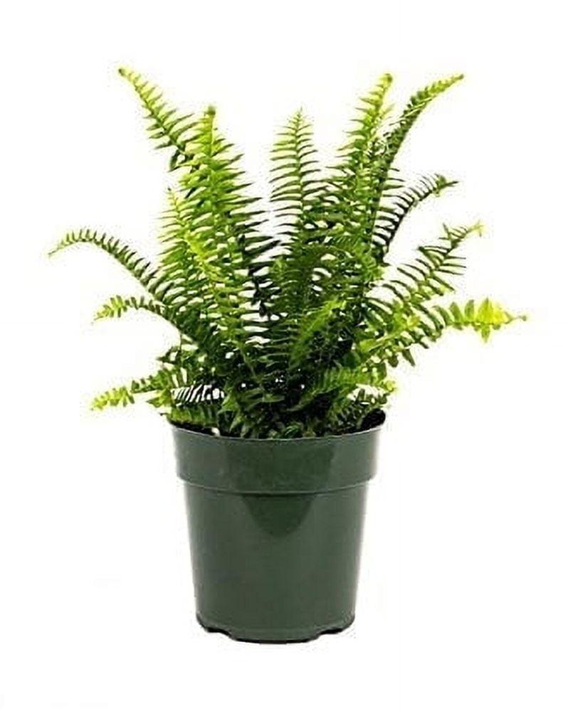 American Plant Exchange American Plant Exchange Kimberly Queen Fern, Live Plant, 6-Inch Pot, Easy-to-Grow Houseplant, Upright, Sword Like Fronds