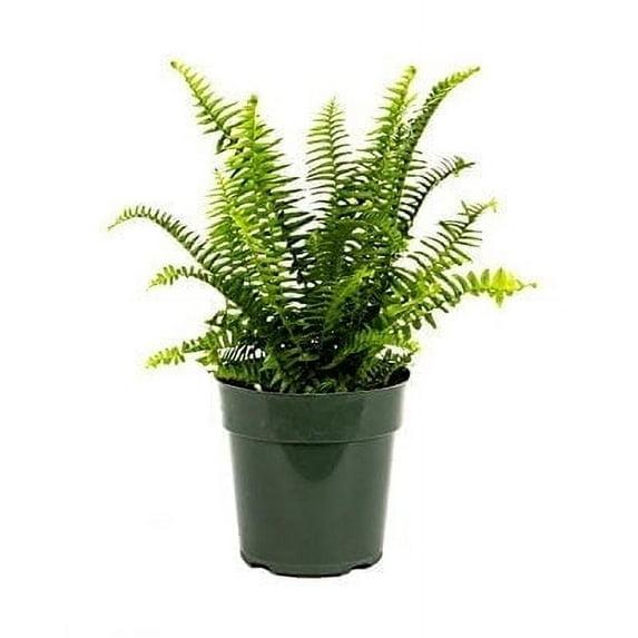 American Plant Exchange American Plant Exchange Kimberly Queen Fern, Live Plant, 6-Inch Pot, Easy-to-Grow Houseplant, Upright, Sword Like Fronds