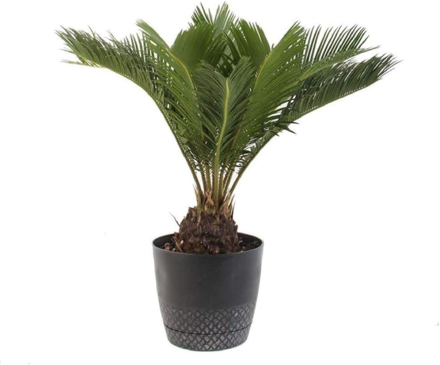 American Plant Exchange King Sago Palm Tree, 6-Inch Pot, Live Plant, Cycad, Perfect for Bright Windows and Outdoor Gardens