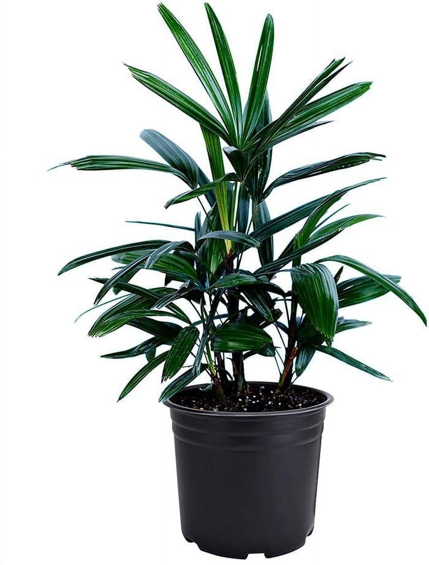 Rhapis Lady Palm in 6-Inch Black Pot, Evergreen Indoor Plant