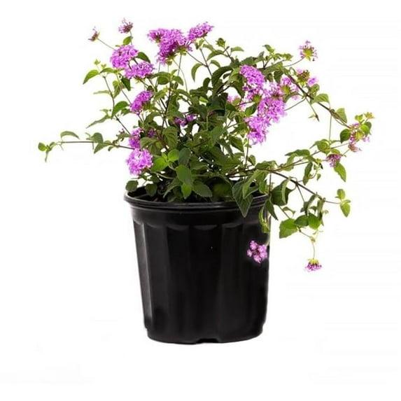 American Plant Exchange American Plant Exchange Lantana Lavender, 6-Inch Pot, Drought Tolerant Live Plant, Purple Cluster Flowers