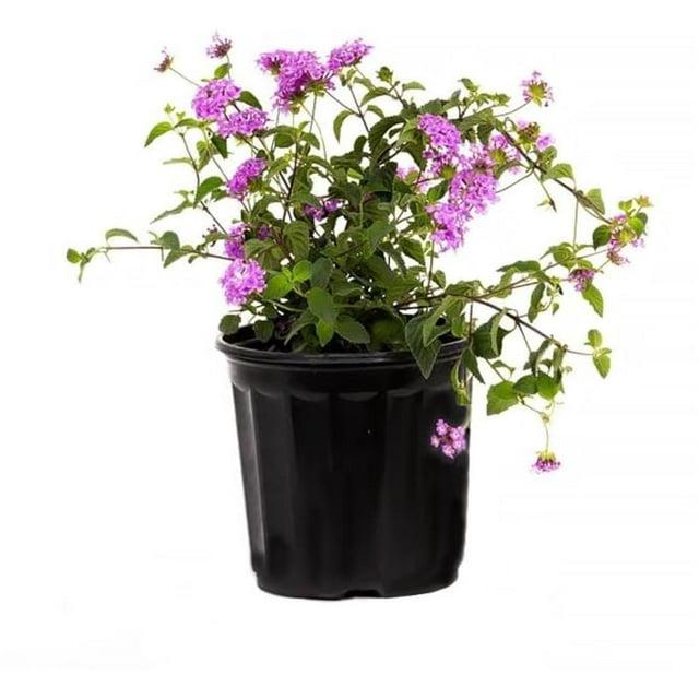 American Plant Exchange American Plant Exchange Lantana Lavender, 6-Inch Pot, Drought Tolerant Live Plant, Purple Cluster Flowers