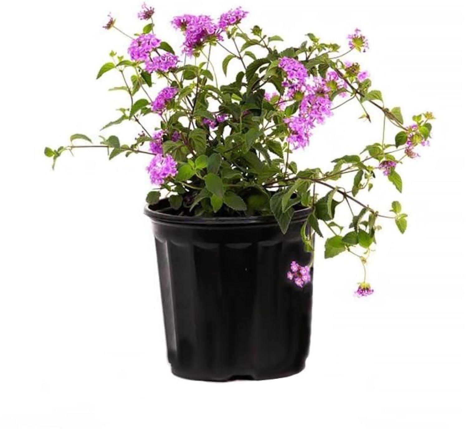American Plant Exchange American Plant Exchange Lantana Lavender, 6-Inch Pot, Drought Tolerant Live Plant, Purple Cluster Flowers
