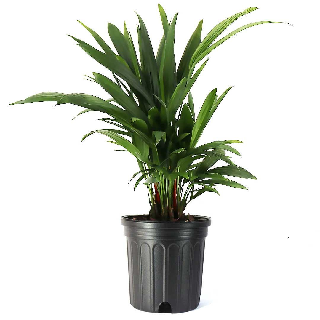 American Plant Exchange Live Lipstick Palm Tree, 3-Gallon Nursery Pot.