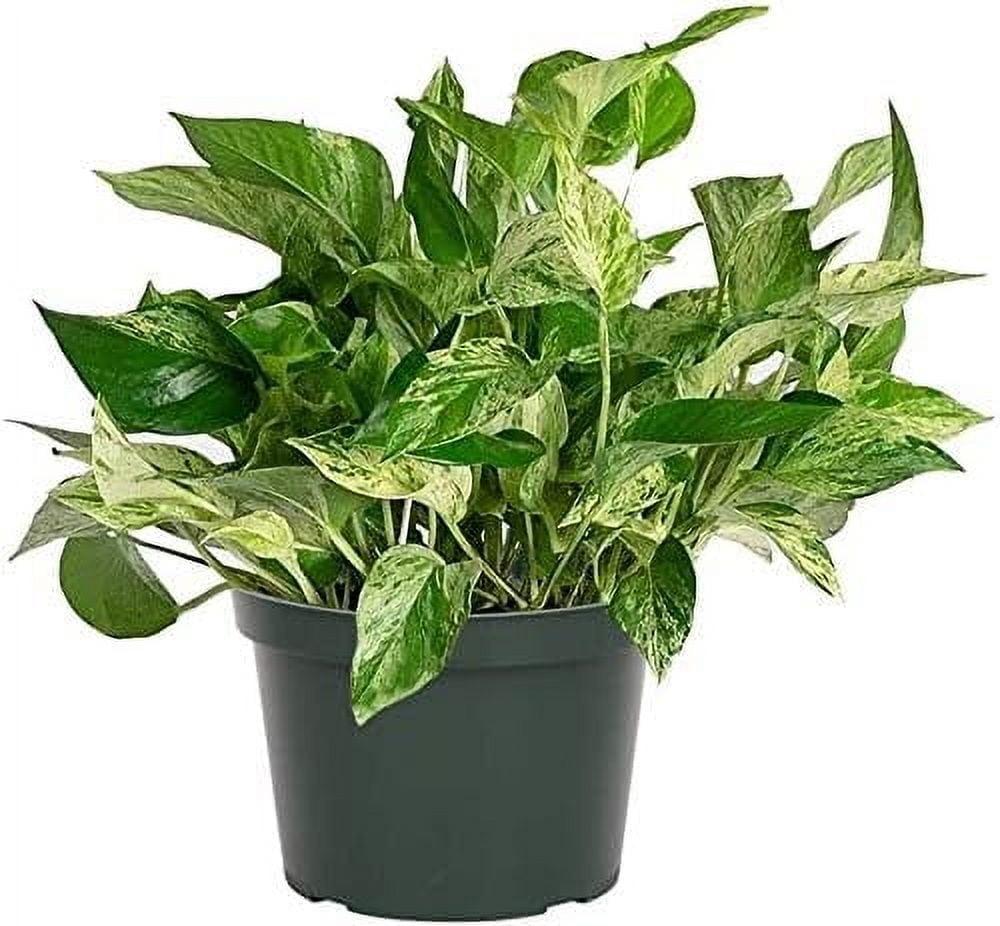American Plant Exchange American Plant Exchange Marble Queen Pothos, 6-Inch Pot, Live Vining Plant, Easy Care Houseplant for Home & Garden
