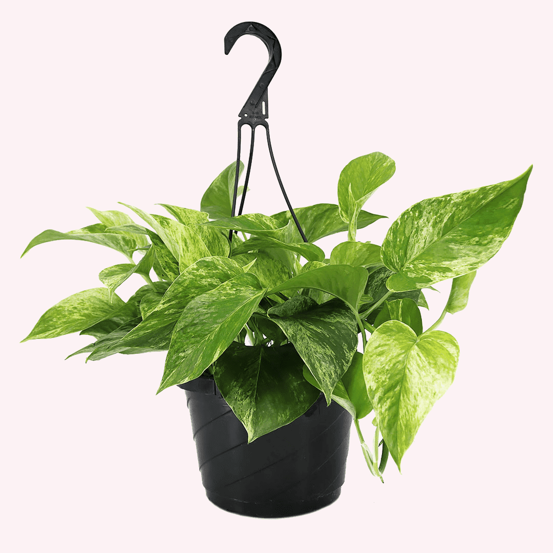 American Plant Exchange Marble Queen Pothos Indoor/Outdoor Live Plant, 2 Gallon Hanging Basket