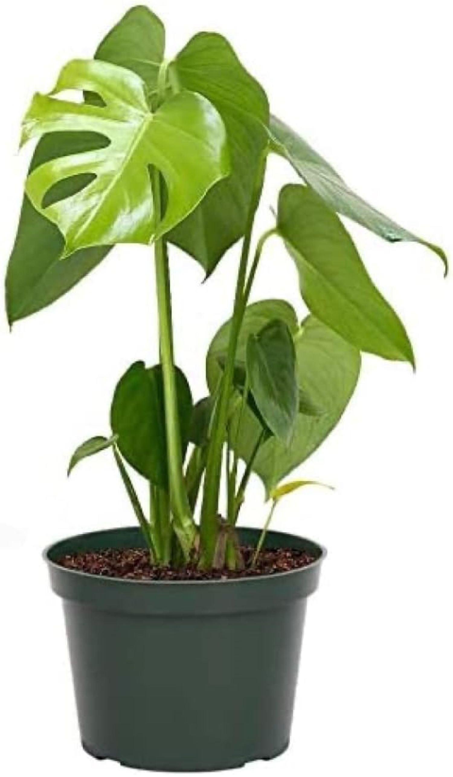 American Plant Exchange Monstera Deliciosa Split-Leaf, Live Tropical Plant, 6-Inch Pot, Vining Houseplant