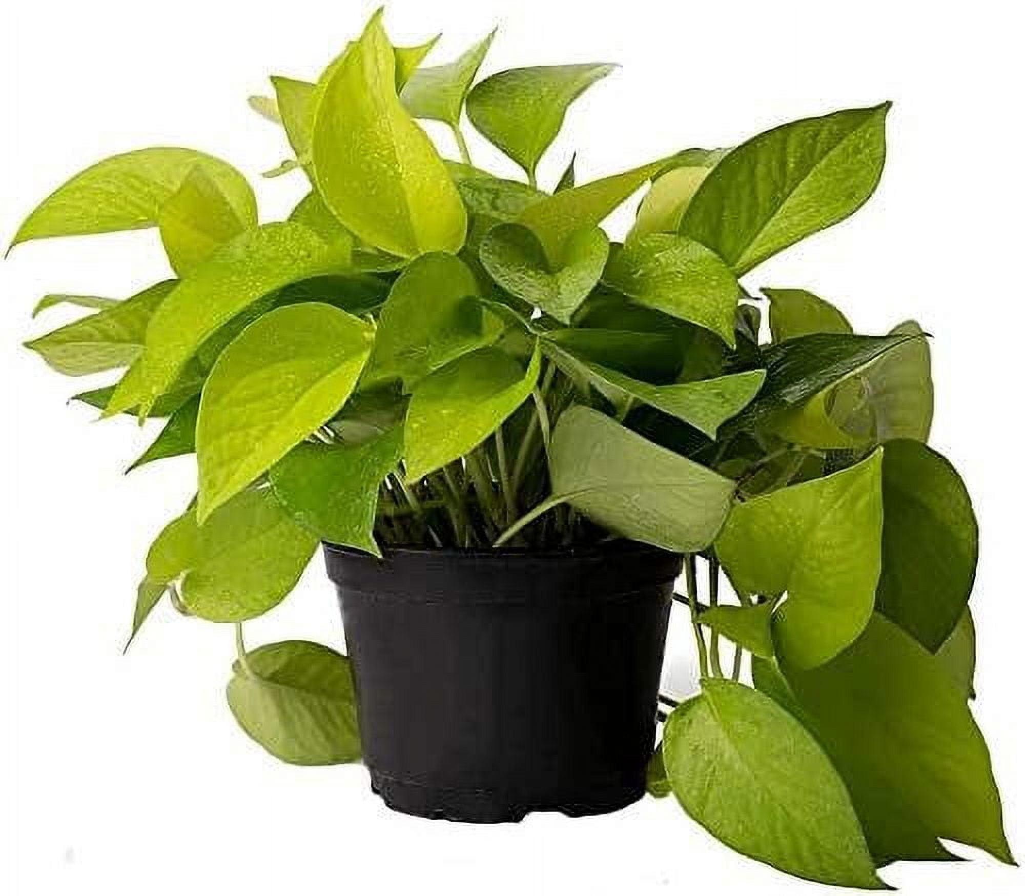 Neon Green Heart-Shaped Leaf Indoor/Outdoor Pothos Plant in 6-Inch Pot