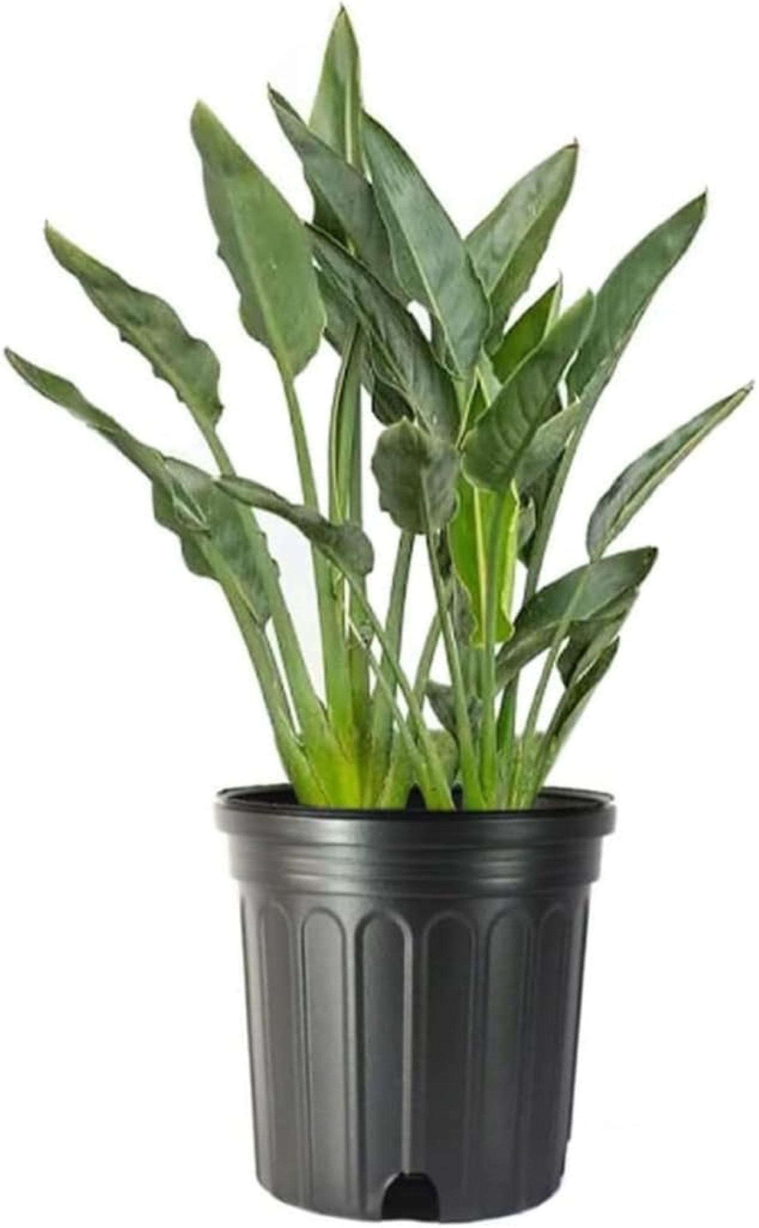 American Plant Exchange Orange Bird of Paradise, Large Live Indoor Plant, 10-Inch Pot, Flowering Houseplant