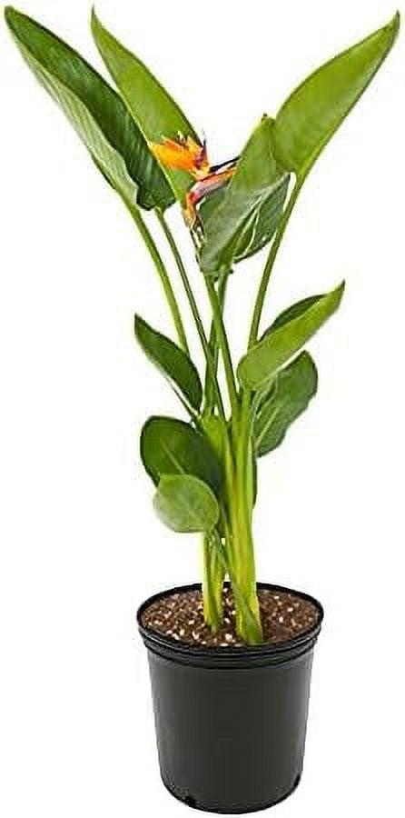 American Plant Exchange Bird of Paradise, Live Flowering Plant, 6-Inch Pot, Perfect for Indoor and Outdoor Garden Decor