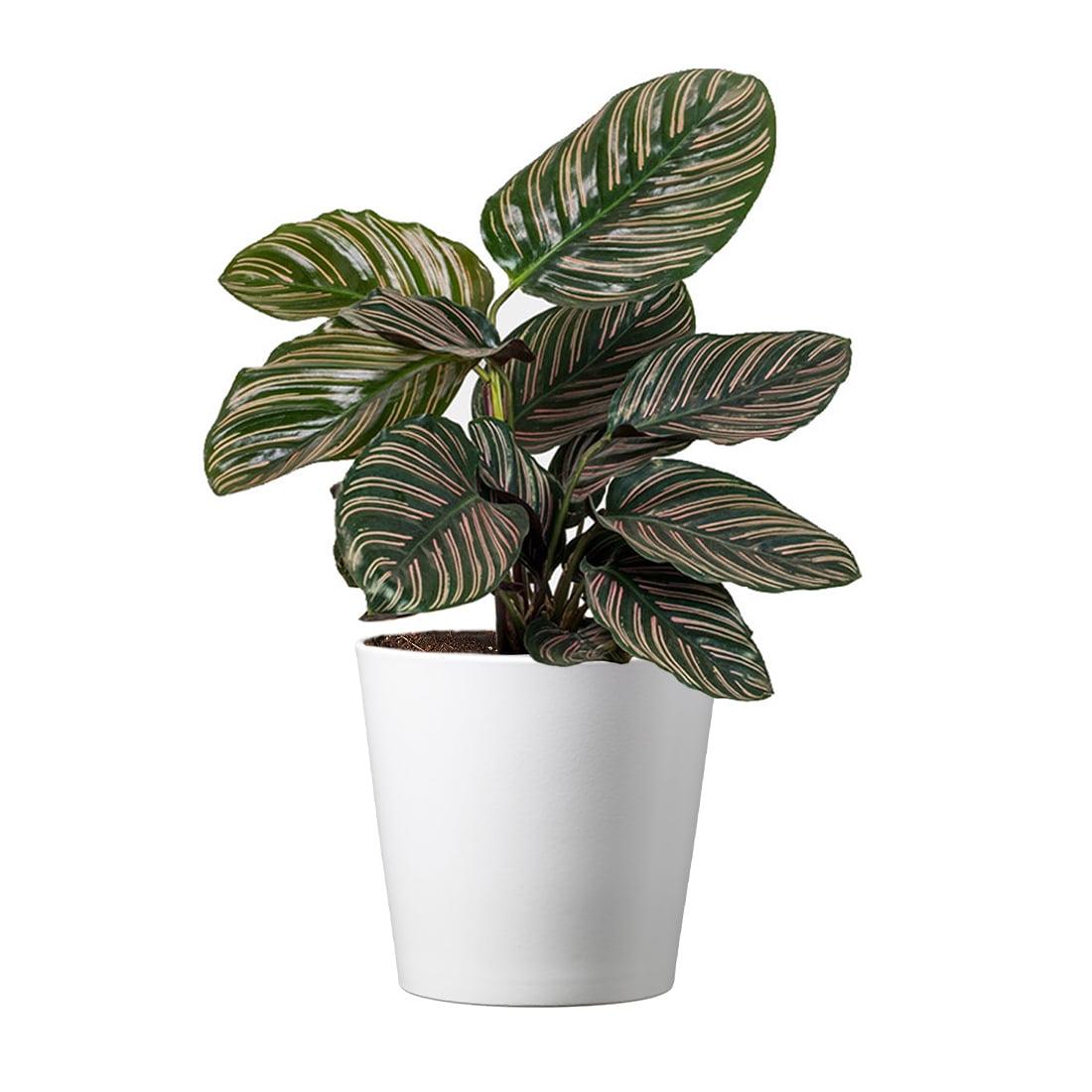 Calathea Ornata Pinstripe Indoor Air-Purifying Plant in White Pot