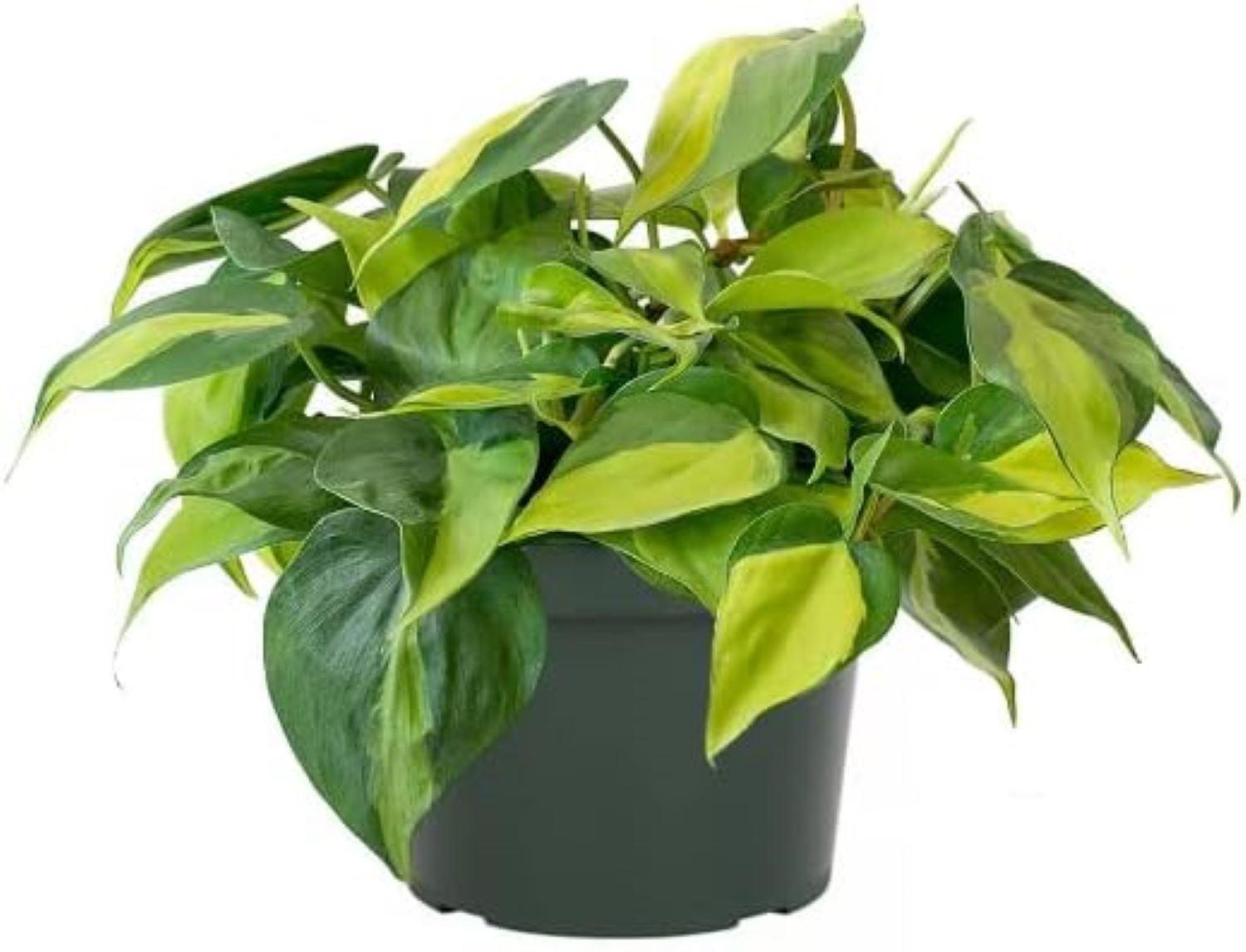 Philodendron Brasil 6-Inch Pot with Variegated Green and Yellow Foliage