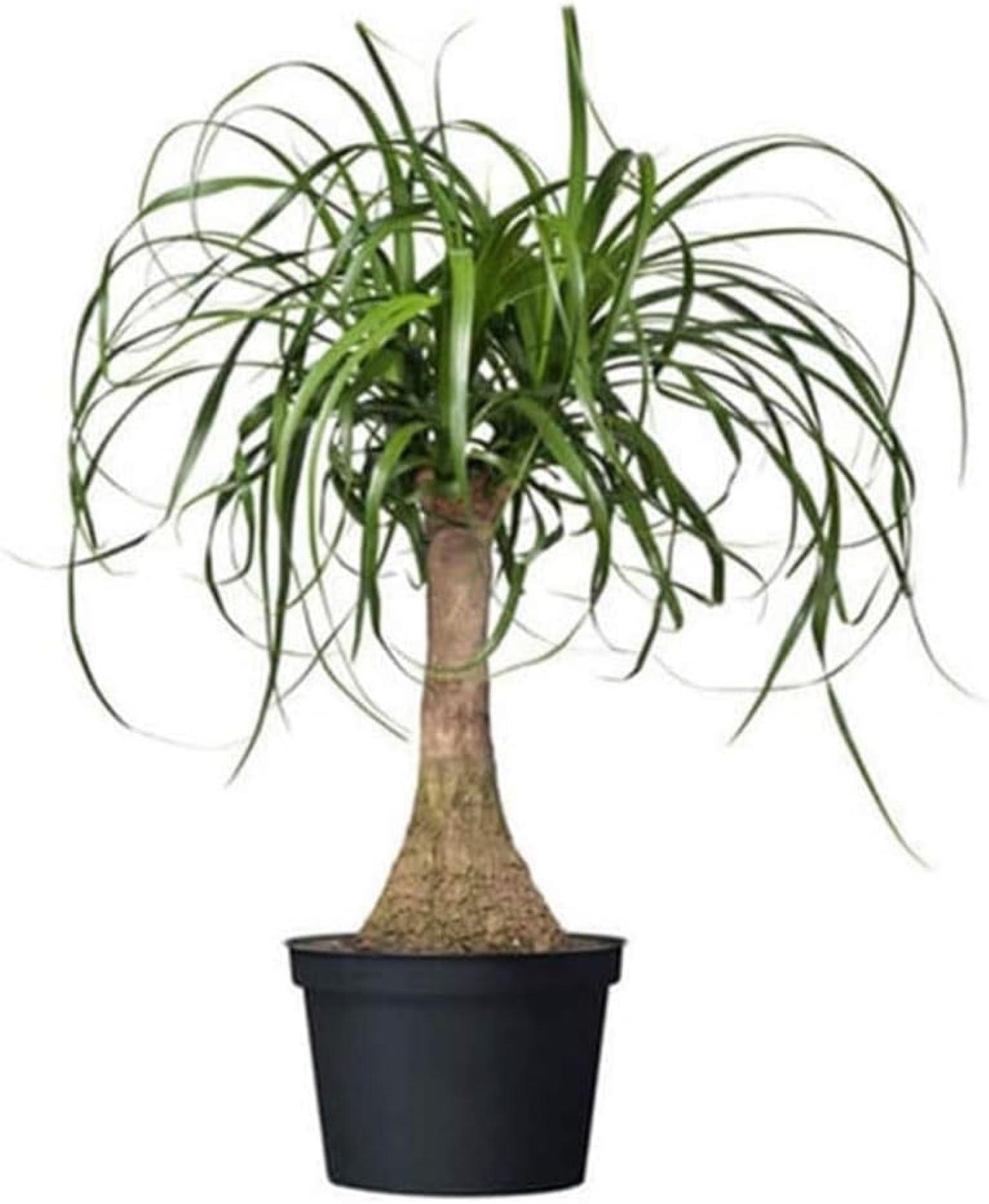 Ponytail Palm Tree in 6-Inch Pot with Sandy Soil