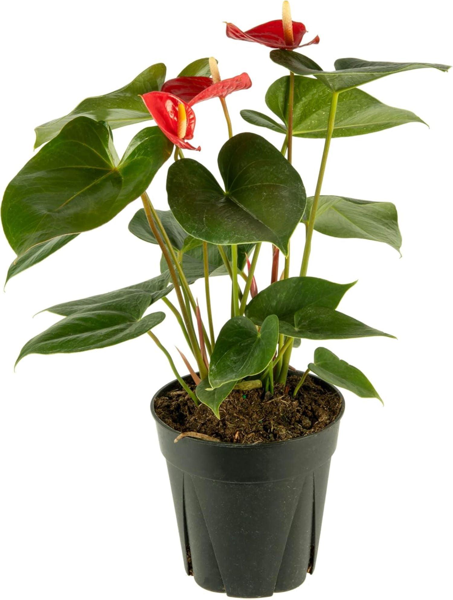 American Plant Exchange Red Anthurium, 1 Gallon Pot, Vibrant Flowers, Indoor/Houseplant