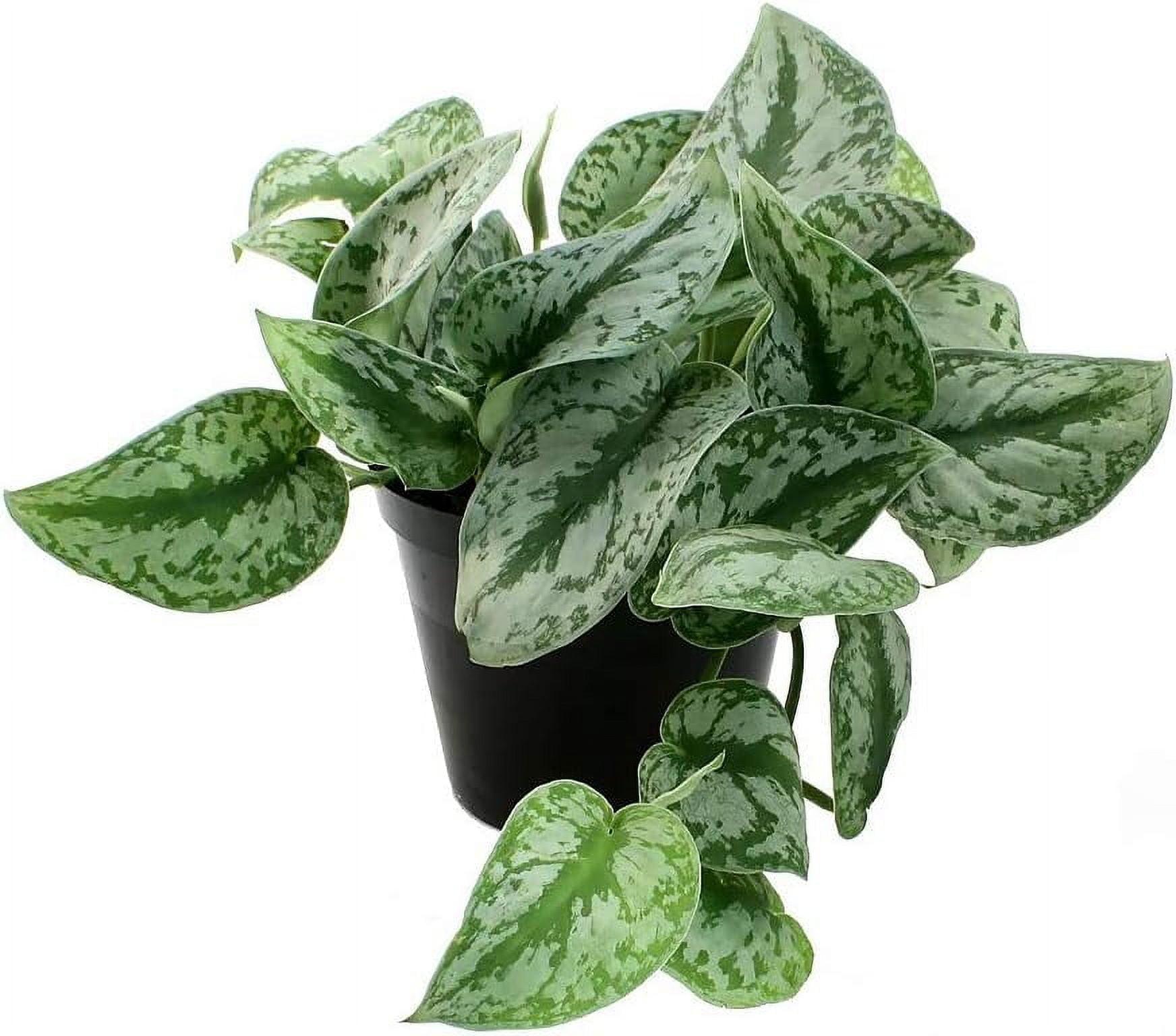 Silver Satin Pothos in Black 6-Inch Pot for Indoor and Outdoor