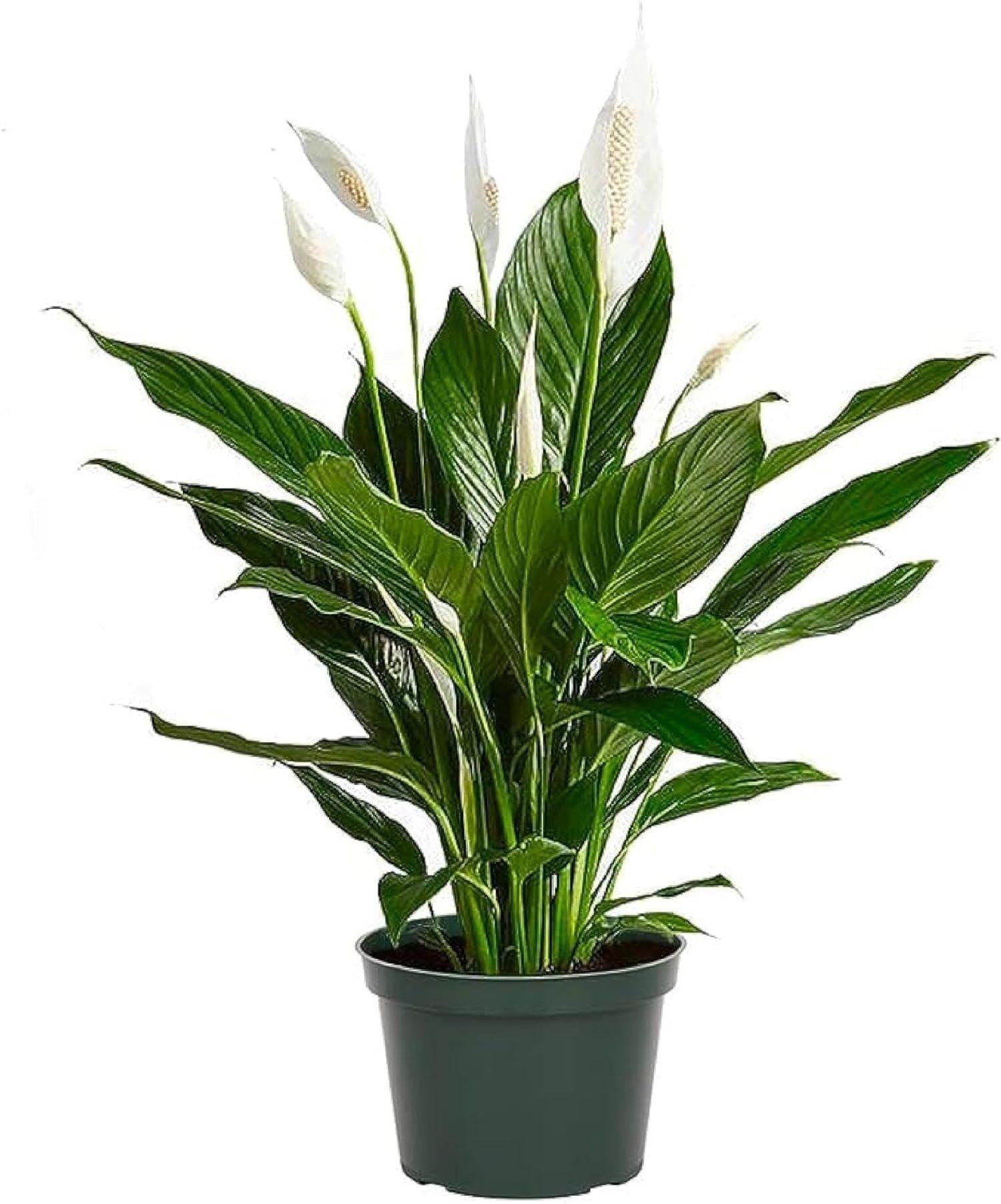 American Plant Exchange Spathiphyllum Peace Lily, Live Flowering Plant, 6-Inch Pot, Low-Light, Easy Care, Air-Purifying Houseplant
