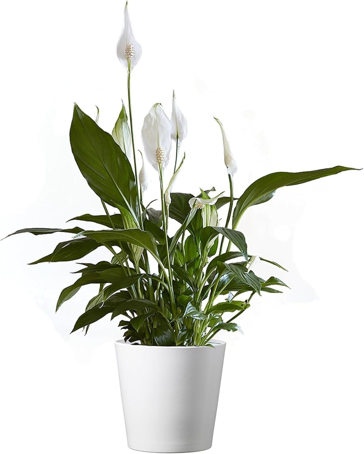 American Plant Exchange Spathiphyllum Peace Lily, Live Flowering Plant, 6-Inch Pot, Low-Light, Easy Care, Air-Purifying Houseplant