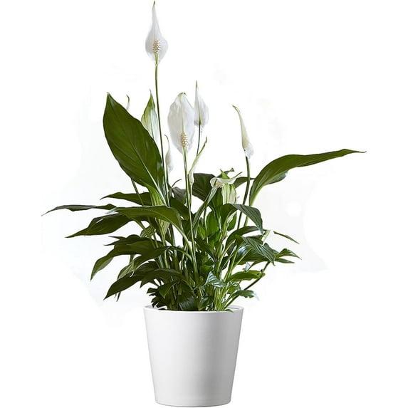 American Plant Exchange Spathiphyllum Peace Lily, Live Flowering Plant, 6-Inch Pot, Low-Light, Easy Care, Air-Purifying Houseplant