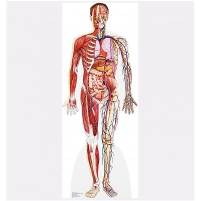Advanced Graphics Anatomy 72'' Cardboard Standup