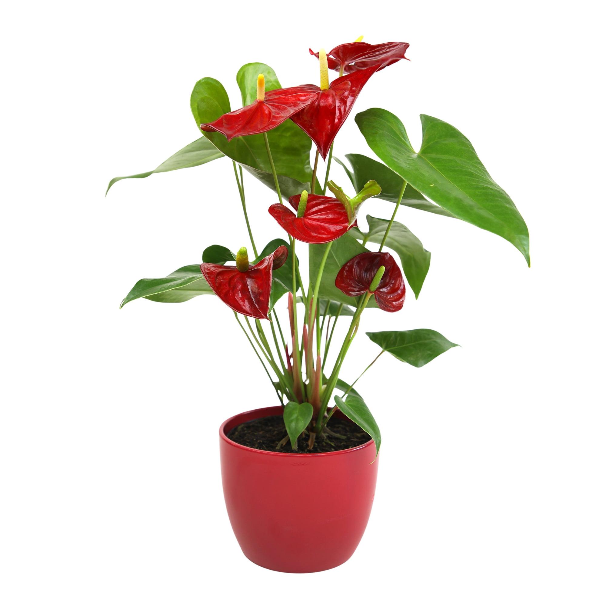 Large Anthurium Red Flamingo Flower in Red Planter